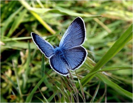 15.05.06 Hauhechel Bläuling